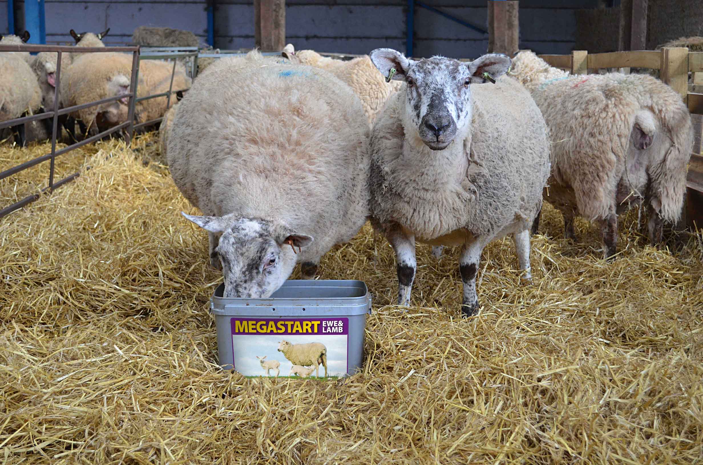 Give Lambs the Best Possible Start in Life - Scotmin Nutrition