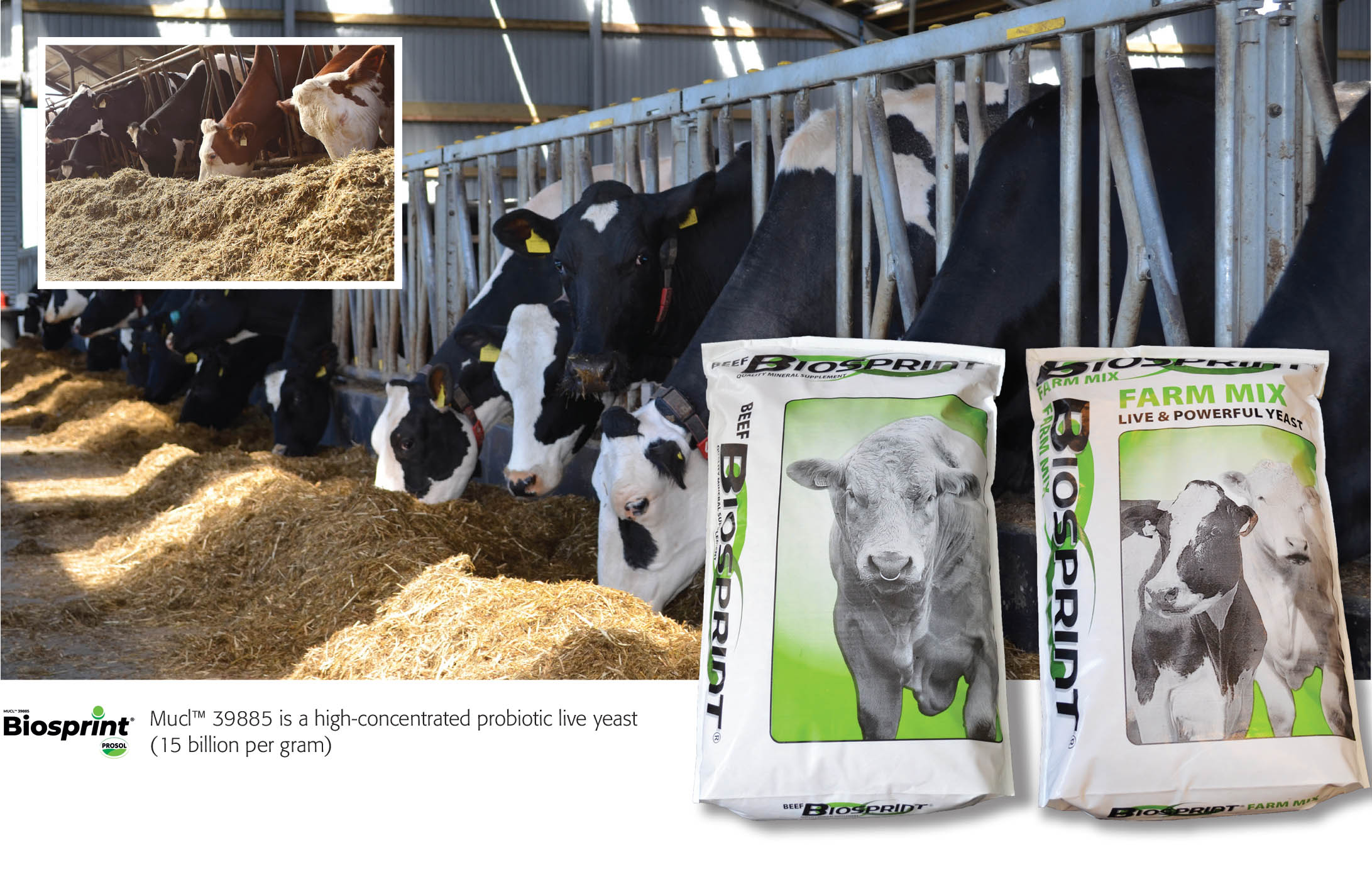 Be part of the Biosprint® Success Story | Scotmin Nutrition Be part of the Biosprint® Success Story | Scotmin Nutrition