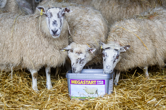 Megastart lambing and calving supplements