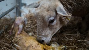 Ewe with newborn lamb