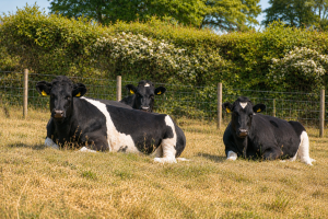 Dairy cattle in field in hot, dry weather