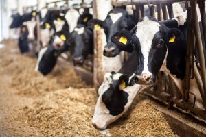 Dairy cattle feeding indoors